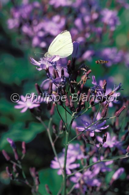 mulgedium alpinum.JPG - Mulgédie alpineCicerbita alpina syn. Lactuca alpina syn. Mulgedium alpinumAsteraceae (Lactucoideae)+ piéride et syrphe (papillon + mouche)